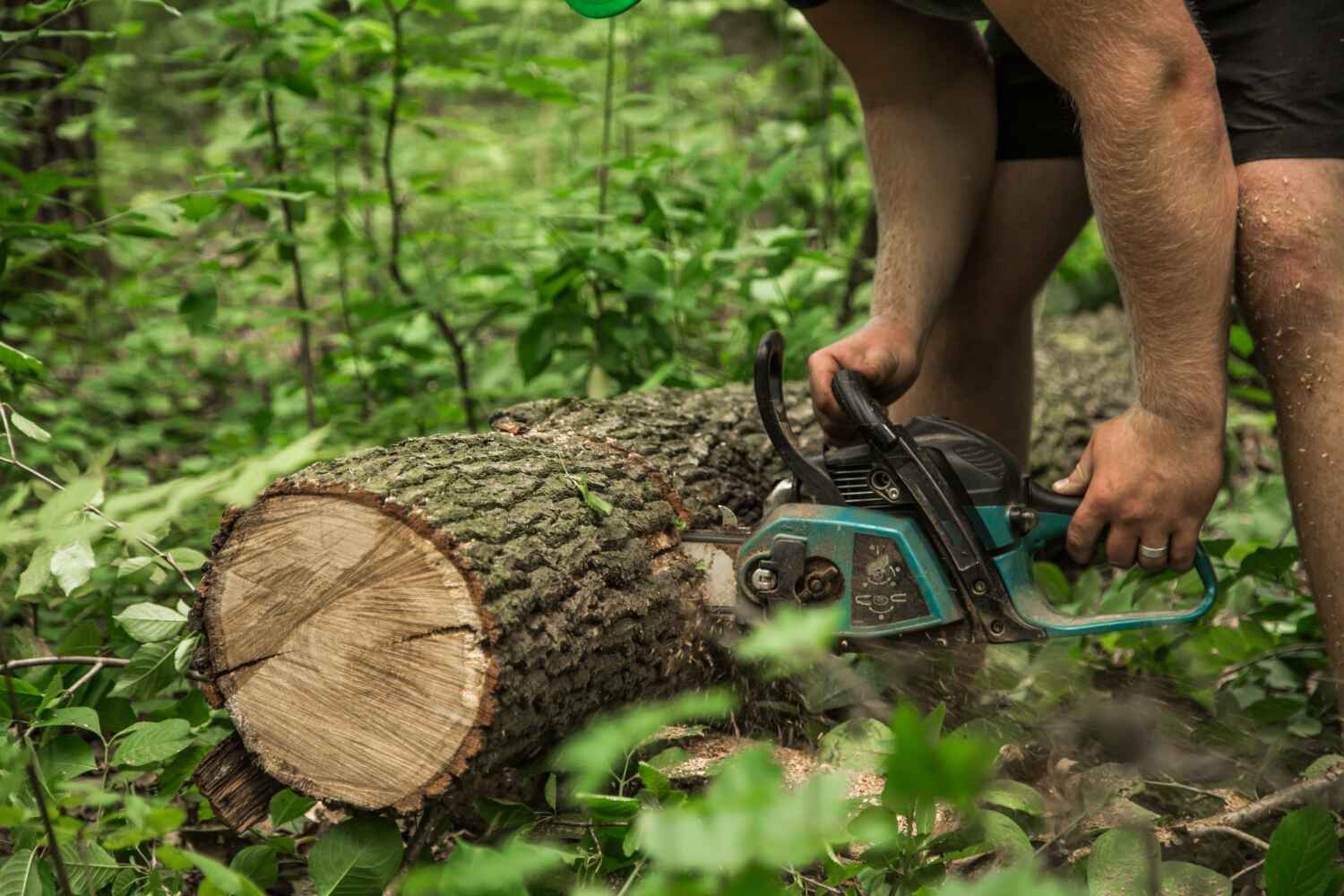 Tree Branch Trimming in Von Ormy, TX